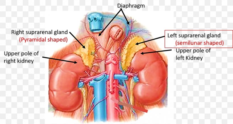 Kidney Suprarenal Veins Renal Artery Adrenal Gland, PNG, 908x485px, Watercolor, Cartoon, Flower, Frame, Heart Download Free