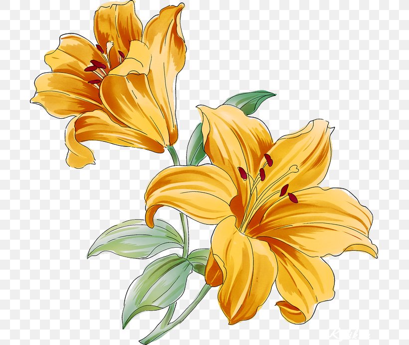 Clip Art Desktop Wallpaper Flower Floral Design, PNG, 700x691px, Flower, Cut Flowers, Daisy Family, Daylily, Drawing Download Free