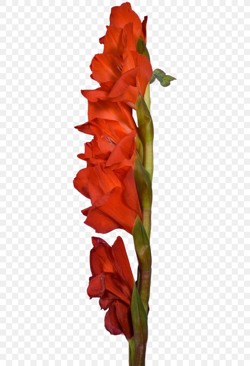 Gladiolus Cut Flowers Plant Stem Clip Art, PNG, 360x1200px, Gladiolus, Child, Cut Flowers, Flower, Flowering Plant Download Free