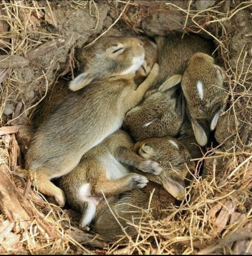 Puppy Dog Kitten Rabbit Cat, PNG, 1069x1086px, Puppy, Animal, Burrow, Cat, Cottontail Rabbit Download Free