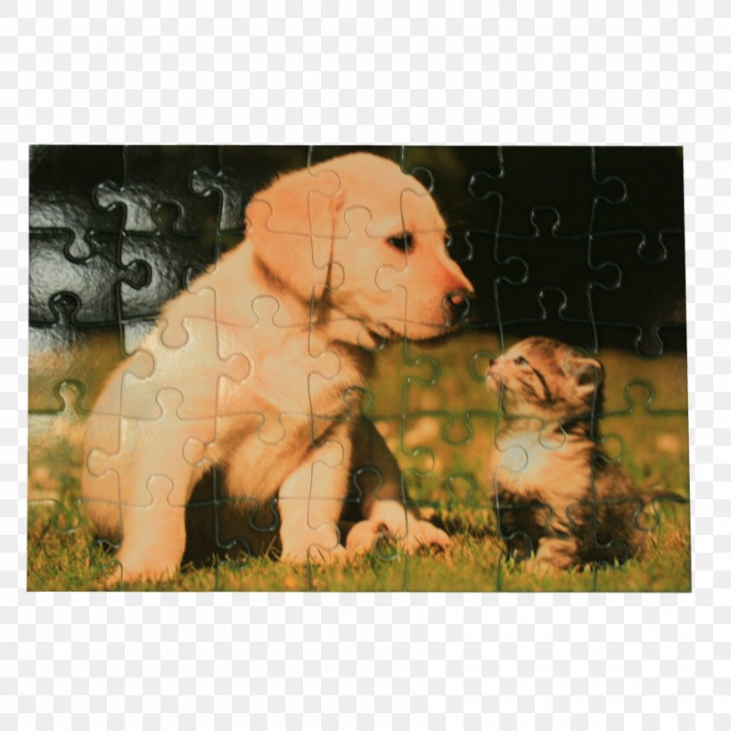 Puppy Kitten Cat Golden Retriever Poodle, PNG, 886x886px, Puppy, Border Collie, Carnivoran, Cat, Companion Dog Download Free