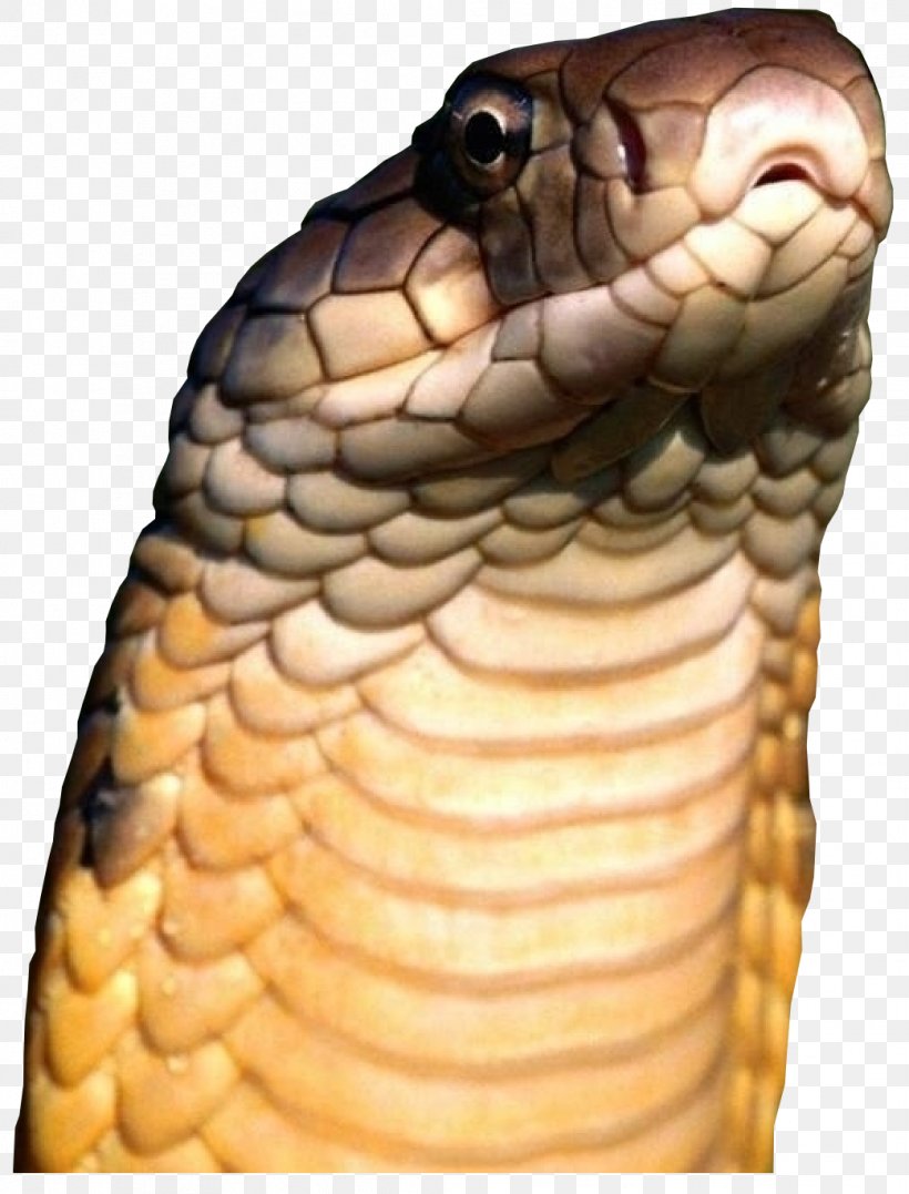 Venomous Snake Reptile King Cobra, PNG, 1042x1369px, Snake, Animal, Black Rat Snake, Cobra, Elapid Snakes Download Free