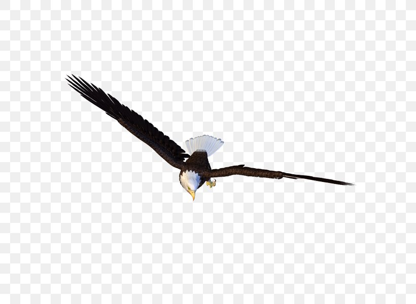 Bird Eagle Light, PNG, 600x600px, Bird, Beak, Bird Of Prey, Eagle, Hawk Download Free
