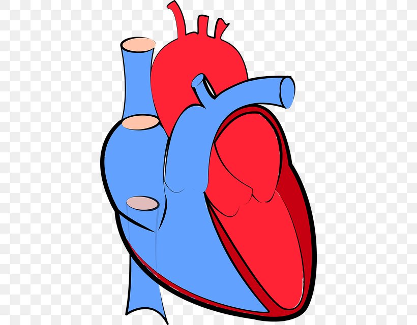 Heart Failure Hemodynamics Cardiology Artery, PNG, 426x640px, Watercolor, Cartoon, Flower, Frame, Heart Download Free