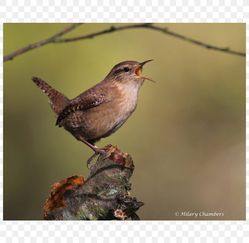 Ortolan Bunting Finch Wren Sparrow Common Nightingale, PNG, 800x800px, Ortolan Bunting, Animal, Beak, Bird, Bunting Download Free