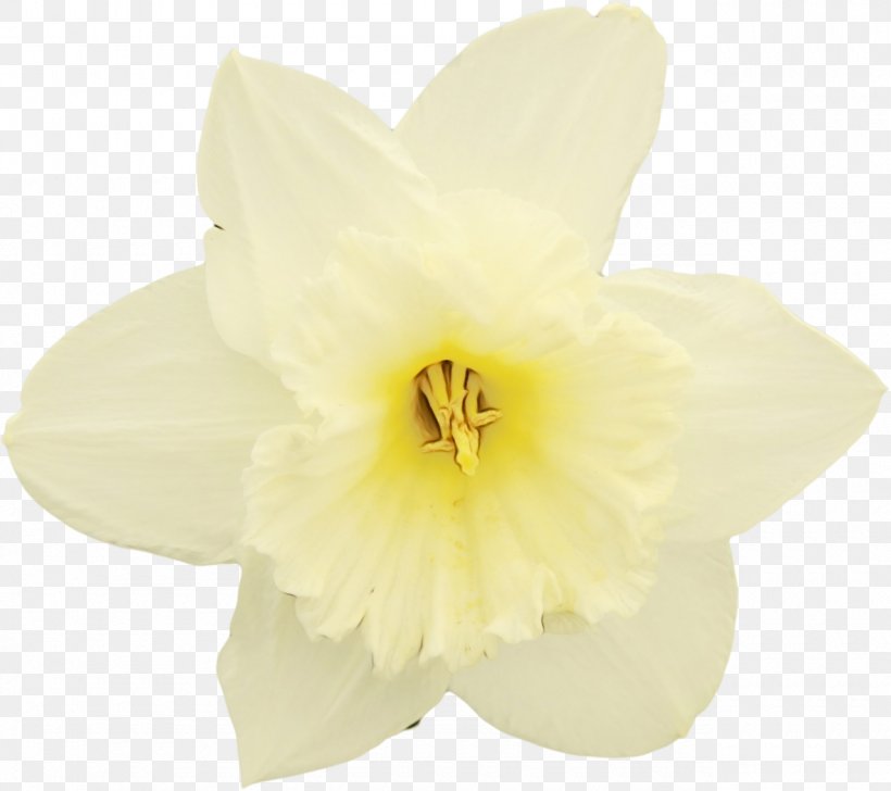 White Flower Yellow Petal Plant, PNG, 1280x1137px, Watercolor, Amaryllis Belladonna, Amaryllis Family, Flower, Flowering Plant Download Free