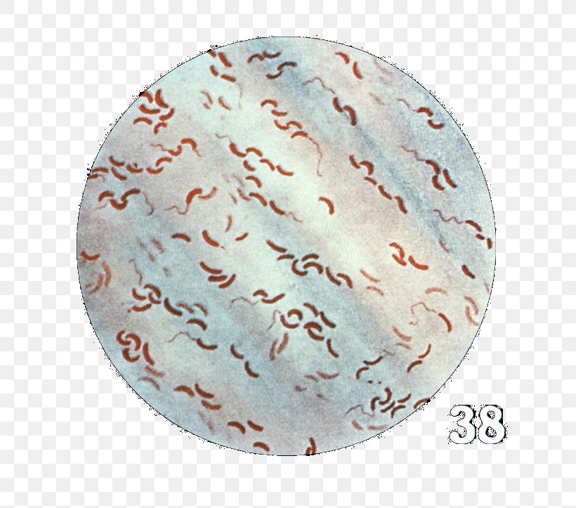 Asiatic Cholera Gram Stain Gram-negative Bacteria, PNG, 700x723px, Asiatic Cholera, Bacteria, Cause, Cholera, Cholera Toxin Download Free