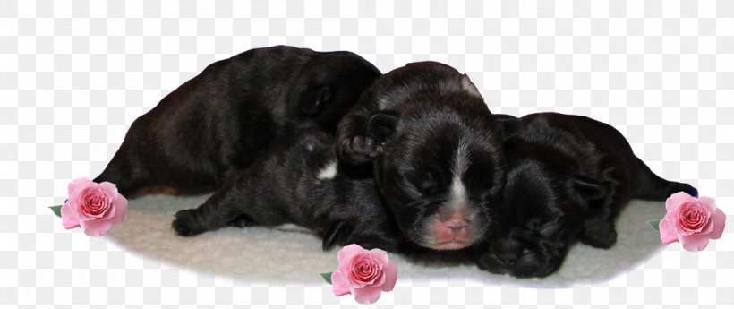 Dog Breed Puppy Spaniel Sporting Group, PNG, 1050x443px, Dog Breed, Breed, Carnivoran, Crossbreed, Dog Download Free