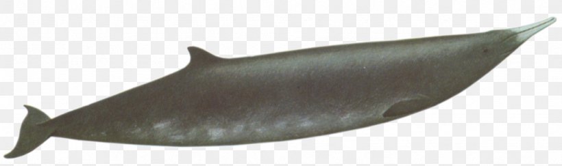 Dolphin Porpoise, PNG, 1024x304px, Dolphin, Fin, Fish, Marine Mammal, Porpoise Download Free