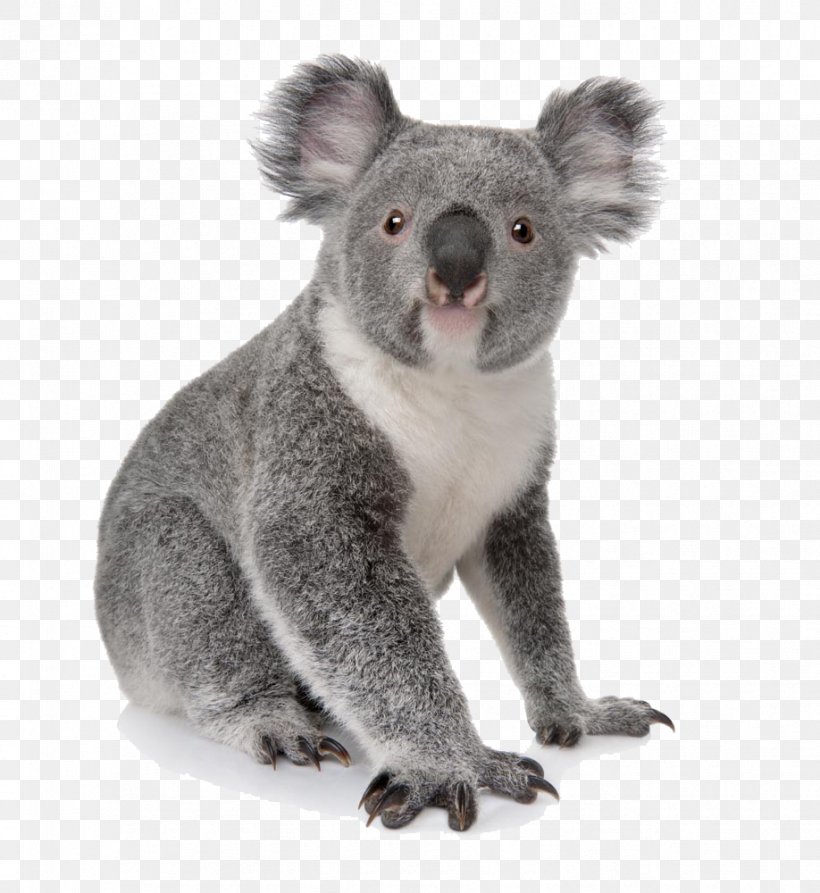 Koala Australia Bear Cuteness Animal, PNG, 918x1000px, Koala, Australia, Bear, Fauna, Fotolia Download Free