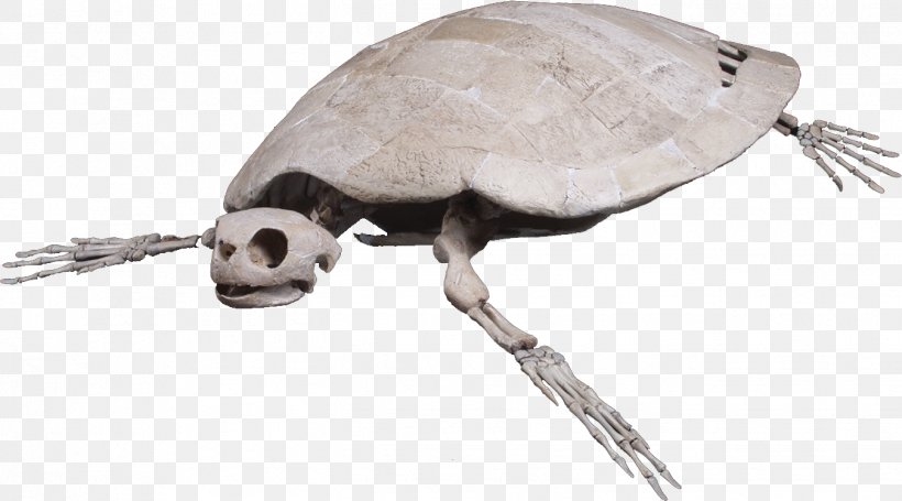 Loggerhead Sea Turtle Reptile Skeleton, PNG, 1349x750px, Sea Turtle, Caretta, Fauna, Fossil, Gomphothere Download Free