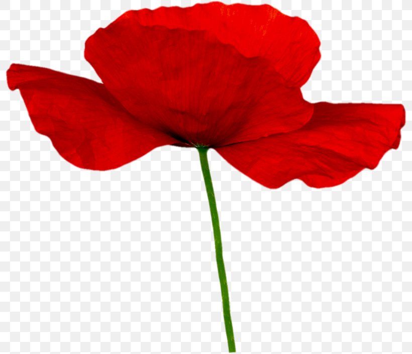 Poppy Flower Clip Art, PNG, 800x704px, Poppy, Coquelicot, Cut Flowers, Digital Image, Flower Download Free
