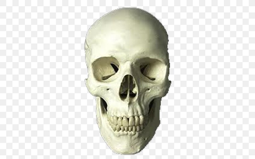 Supraorbital Foramen Infraorbital Foramen Supraorbital Nerve Supraorbital Ridge Mental Foramen, PNG, 512x512px, Supraorbital Foramen, Bone, Foramen Magnum, Frontal Bone, Human Skull Download Free