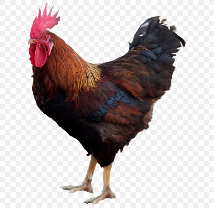 A Cock, PNG, 628x800px, Chicken, Beak, Bird, Chickens As Pets, Digital Image Download Free
