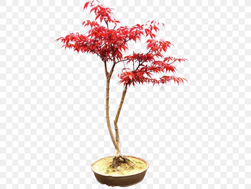 Bonsai Penjing Japanese Maple Flowerpot, PNG, 500x616px, Bonsai, Flowerpot, Garden, Horticulture, Houseplant Download Free