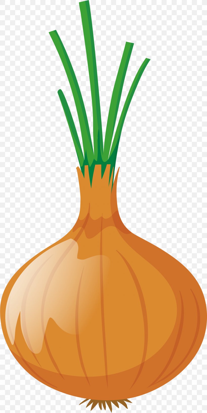 Onion Euclidean Vector Clip Art, PNG, 1609x3202px, Onion, Allium Fistulosum, Animation, Calabaza, Commodity Download Free