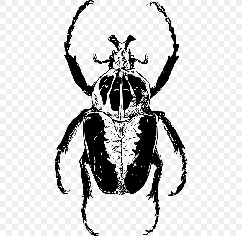 Atlas Beetle Goliathus Ladybird Beetle Clip Art, PNG, 449x800px, Beetle, Animal, Art, Arthropod, Atlas Download Free