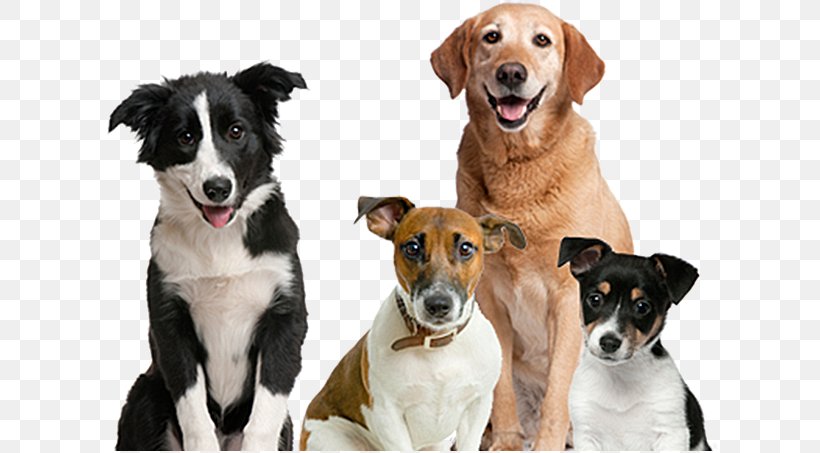 Dog Pet Sitting Puppy Cat, PNG, 623x453px, Dog, Breed Group Dog, Canidae, Cat, Companion Dog Download Free