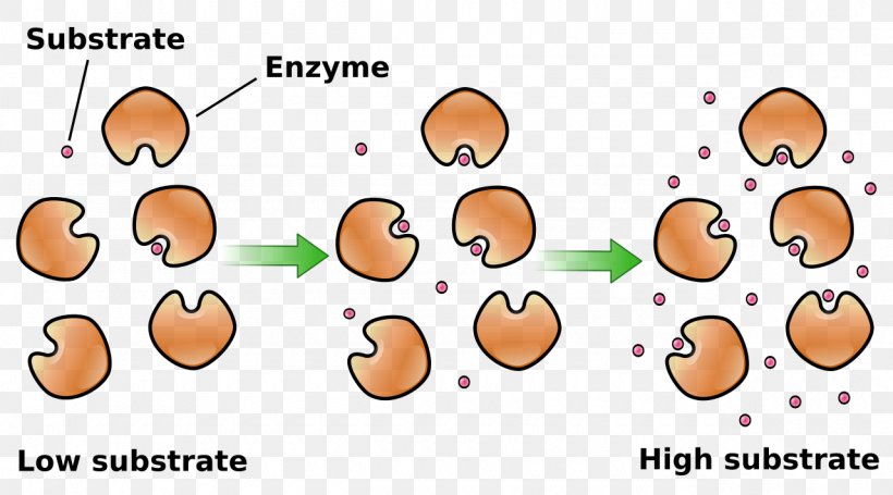 Enzyme Kinetics Catalysis Enzyme Substrate Chemical Kinetics, PNG, 1280x711px, Enzyme Kinetics, Biochemistry, Cartoon, Catalase, Catalysis Download Free