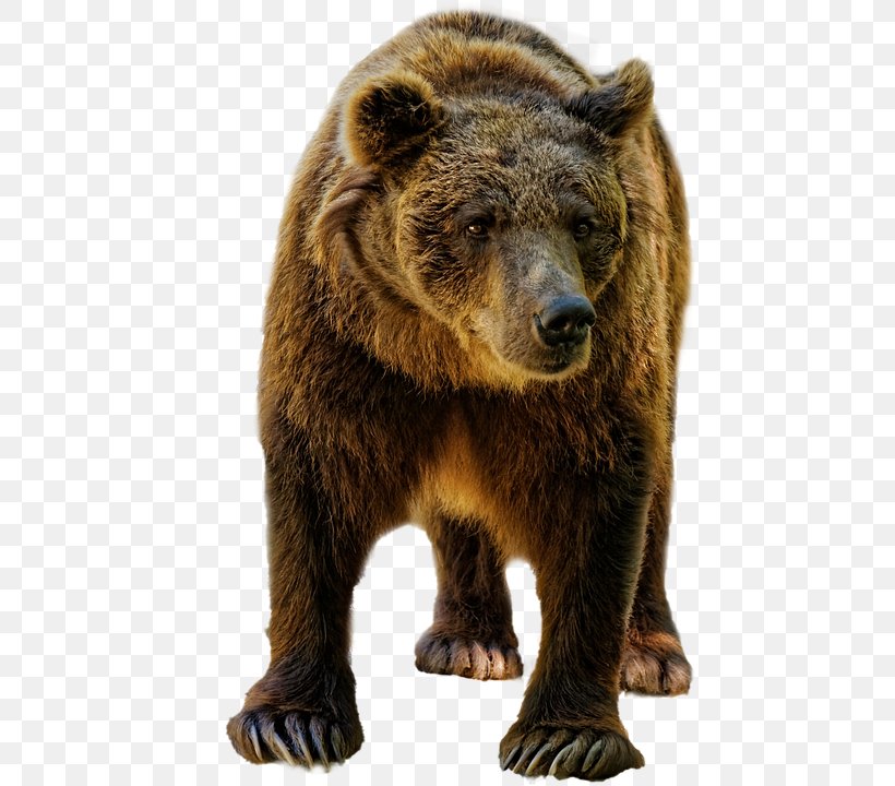 Grizzly Bear American Black Bear Deer Bear Dog, PNG, 457x720px, Grizzly Bear, Alaska Peninsula Brown Bear, American Black Bear, Anatomy, Bear Download Free