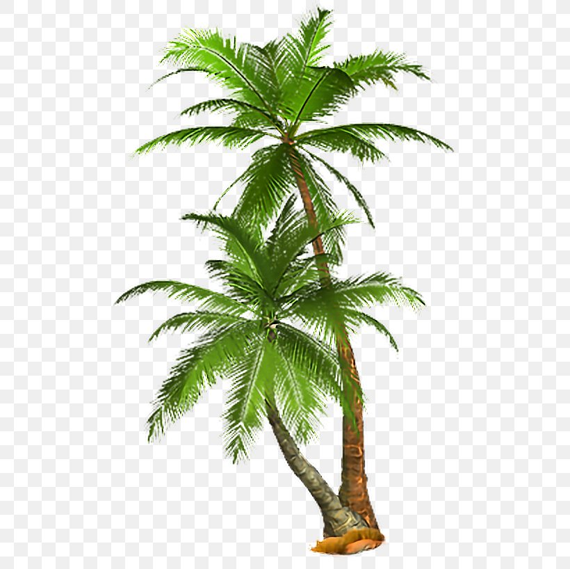 Palm Trees Image Clip Art Desktop Wallpaper, PNG, 506x818px, Palm Trees, Arecales, Attalea Speciosa, Borassus Flabellifer, Coconut Download Free