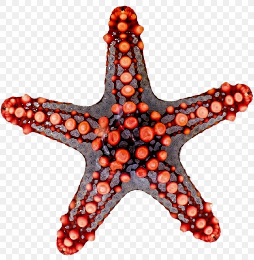 Starfish Rotational Symmetry Reflection Symmetry Clip Art, PNG, 1024x1048px, Starfish, Beach, Drawing, Echinoderm, Geometry Download Free