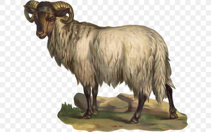 Barbary Sheep Argali Feral Goat, PNG, 640x514px, Sheep, Animal, Argali, Barbary Sheep, Cow Goat Family Download Free