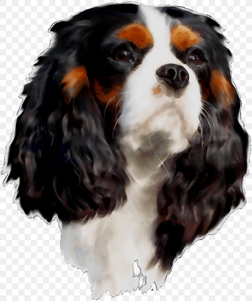 Cavalier King Charles Spaniel Dog Breed Companion Dog, PNG, 1511x1803px, King Charles Spaniel, Bernese Mountain Dog, Breed, Canidae, Carnivore Download Free