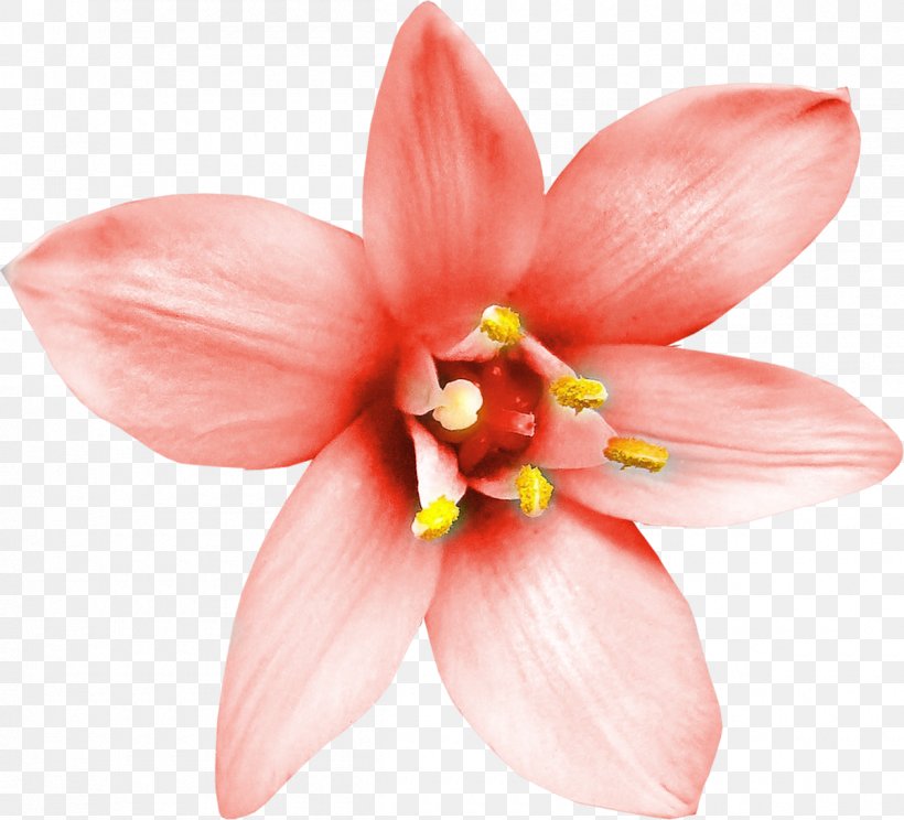 Flower Download Editing If(we), PNG, 1200x1090px, Flower, Blossom, Close Up, Cut Flowers, Editing Download Free