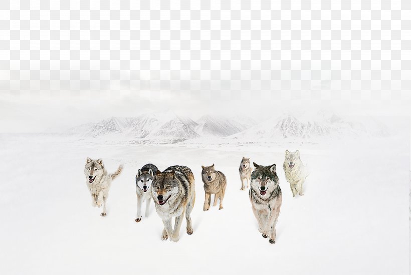 Gray Wolf Hunting Culture Tiger Competition, PNG, 4000x2686px, Gray Wolf, Alaskan Malamute, Carnivoran, Chmura Prywatna, Competition Download Free