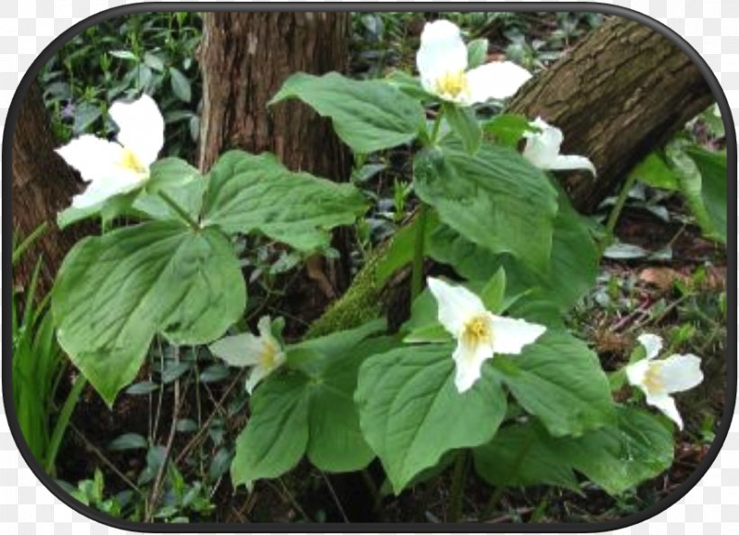Western Trillium Herb Groundcover Flowering Plant, PNG, 879x637px, Herb, Birthroots, Flower, Flowering Plant, Groundcover Download Free