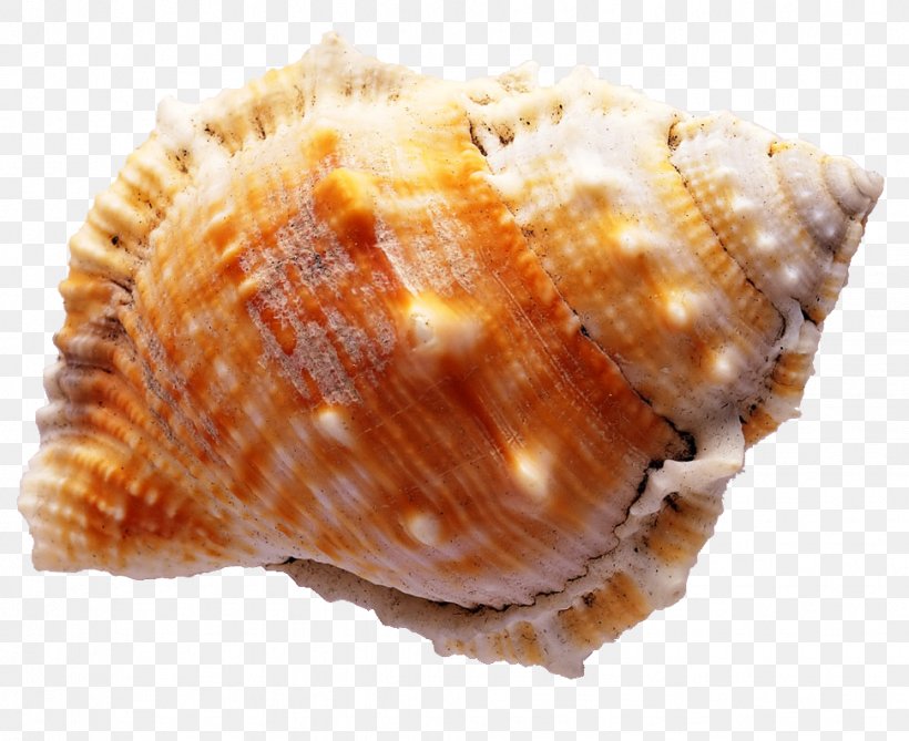 Diamant Koninkrijk Koninkrijk Seashell Sea Snail Wallpaper, PNG, 971x793px, Diamant Koninkrijk Koninkrijk, Animal Product, Animal Source Foods, Clam, Clams Oysters Mussels And Scallops Download Free