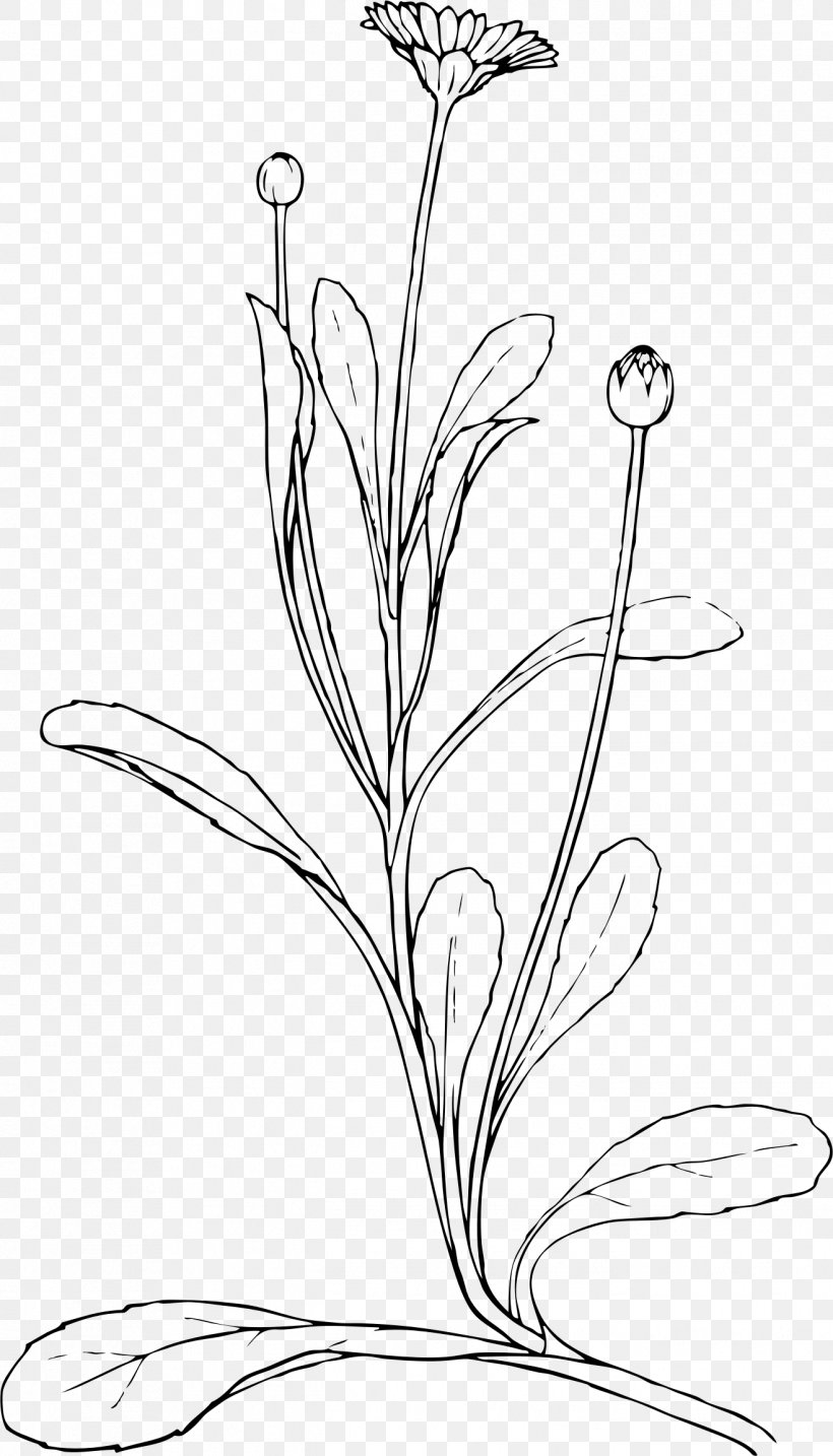 Drawing Line Art Common Daisy Clip Art, PNG, 1318x2305px, Drawing, Artwork, Black And White, Branch, Bud Download Free