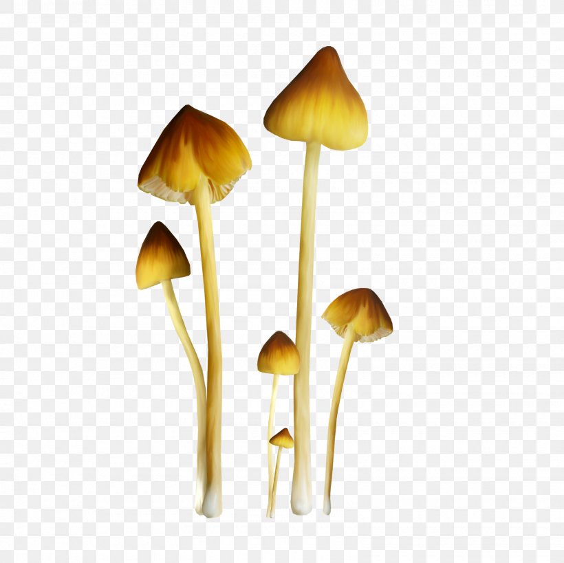 Fungus Edible Mushroom Pleurotus Eryngii Clip Art, PNG, 1600x1600px, Fungus, Blog, Digital Image, Edible Mushroom, Medicinal Fungi Download Free