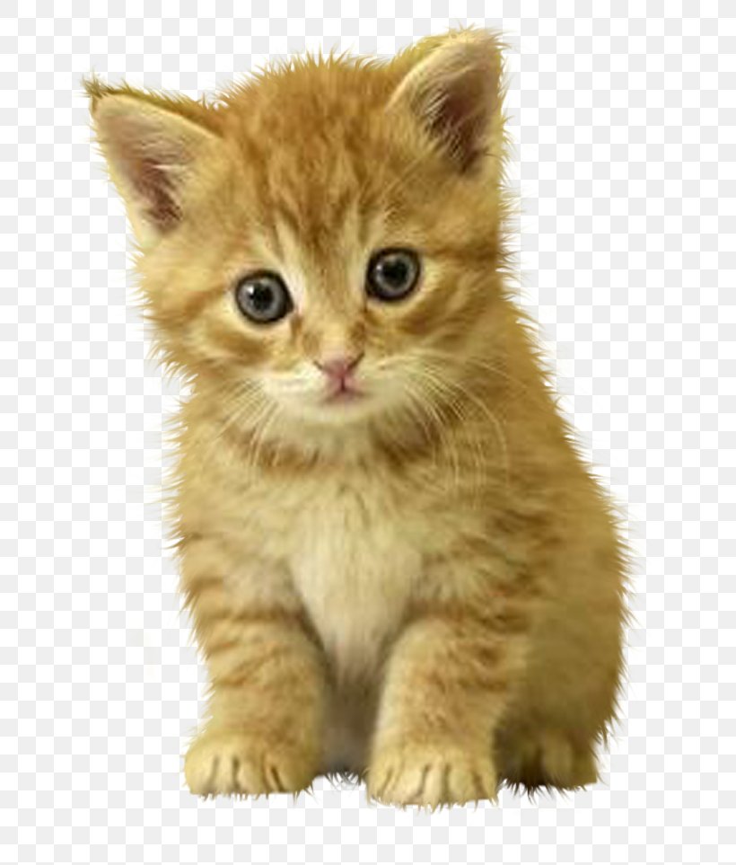 Kitten Ragdoll Dog Puppy Cuteness, PNG, 739x963px, Kitten, American Shorthair, American Wirehair, Asian, Australian Mist Download Free