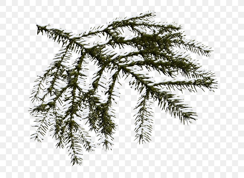 Spruce Fir Anthology, PNG, 700x600px, Spruce, Anthology, Biome, Branch, Christmas Download Free