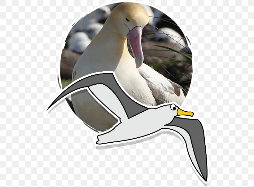 Duck Fauna Conservation Zoology Biology, PNG, 533x603px, Duck, Animal, Beak, Biology, Bird Download Free