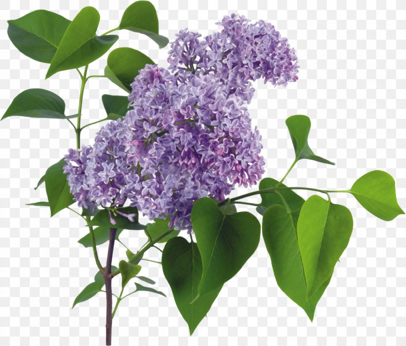 Lilac LiveInternet Clip Art, PNG, 1266x1080px, Lilac, Digital Image, Flower, Flowering Plant, Information Download Free