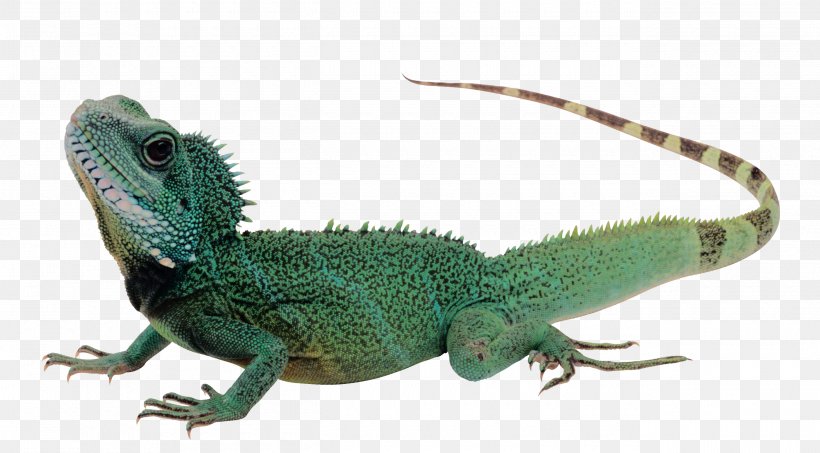 Lizard Reptile Komodo Dragon Green Iguana, PNG, 2600x1438px, Lizard, Agama, Agamidae, Chameleon, Common Iguanas Download Free