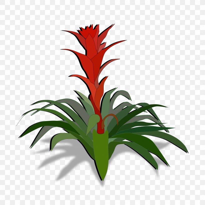 Bromeliads Plant Clip Art, PNG, 2400x2400px, Bromeliads, Bromelain, Bromeliaceae, Flower, Flowering Plant Download Free