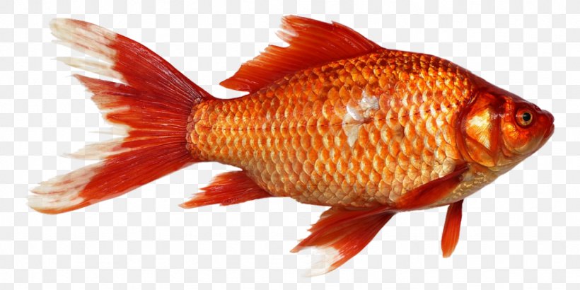 Goldfish Carp, PNG, 1024x512px, Goldfish, Black Carp, Bony Fish, Carp, Cascading Style Sheets Download Free
