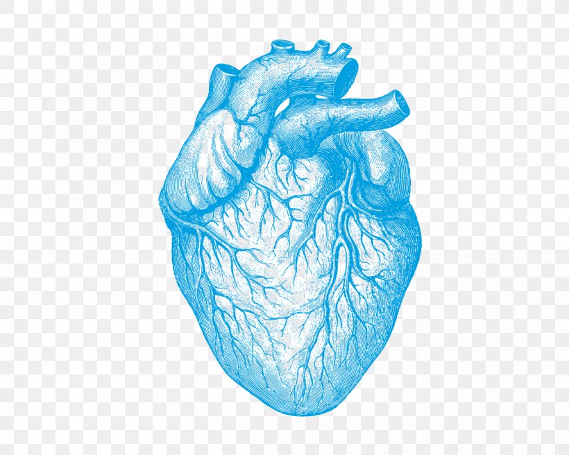 Human Anatomy Understanding Heart Disease Human Body, PNG, 1201x961px, Watercolor, Cartoon, Flower, Frame, Heart Download Free