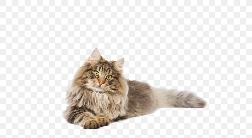 Maine Coon Siberian Cat Norwegian Forest Cat Whiskers Asian Semi-longhair, PNG, 580x450px, Maine Coon, Asian Semi Longhair, Asian Semilonghair, Breed, Carnivoran Download Free