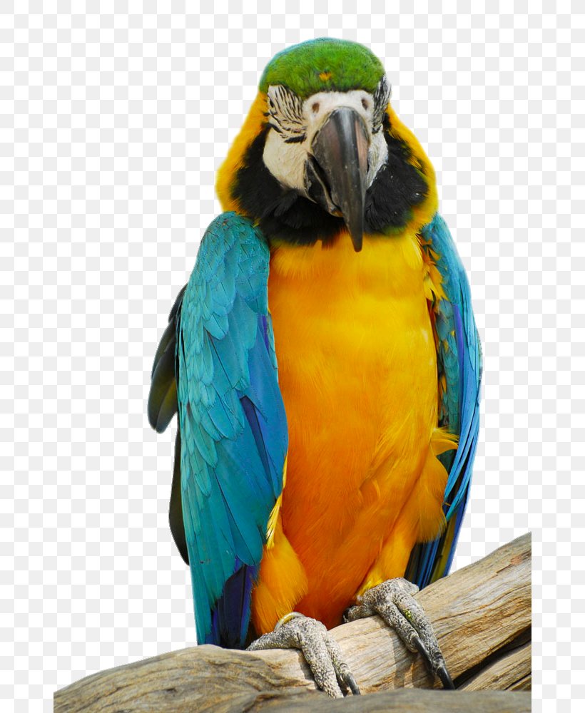 Parrot Bird, PNG, 670x1000px, Parrot, Beak, Bird, Color, Common Pet Parakeet Download Free
