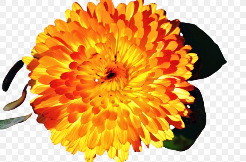 Yellow Rose, PNG, 2454x1628px, Marigold, Bloom, Blossom, Calendula, Chrysanthemum Download Free