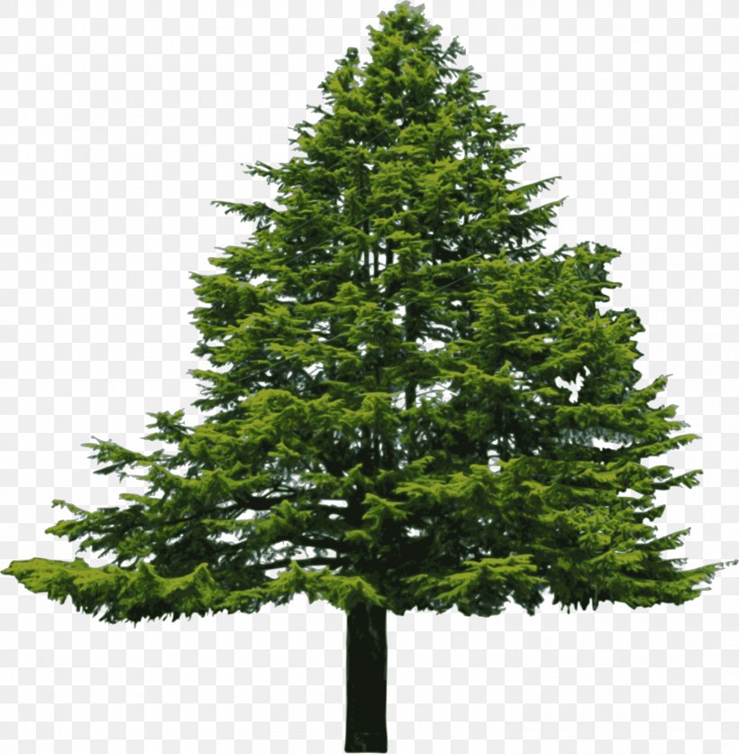 Abies Cilicica Douglas Fir Pine Clip Art, PNG, 1504x1534px, Abies Cilicica, Biome, Branch, Cedar, Christmas Decoration Download Free