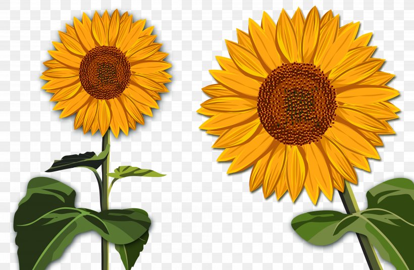 Common Sunflower Drawing Clip Art, PNG, 4000x2609px, Common Sunflower, Annual Plant, Color, Concepteur, Daisy Family Download Free