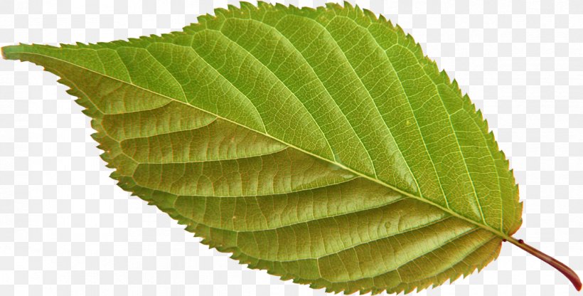 Leaf Green Clip Art, PNG, 1195x607px, Leaf, Color, Data, Data Compression, Green Download Free