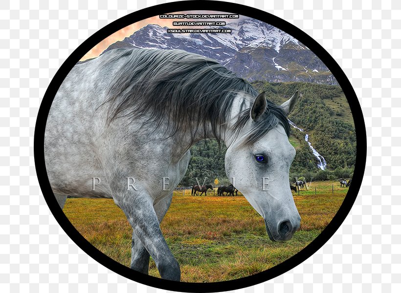 Mustang Stallion Mare Halter Bridle, PNG, 681x600px, Mustang, Bridle, Fauna, Grass, Halter Download Free