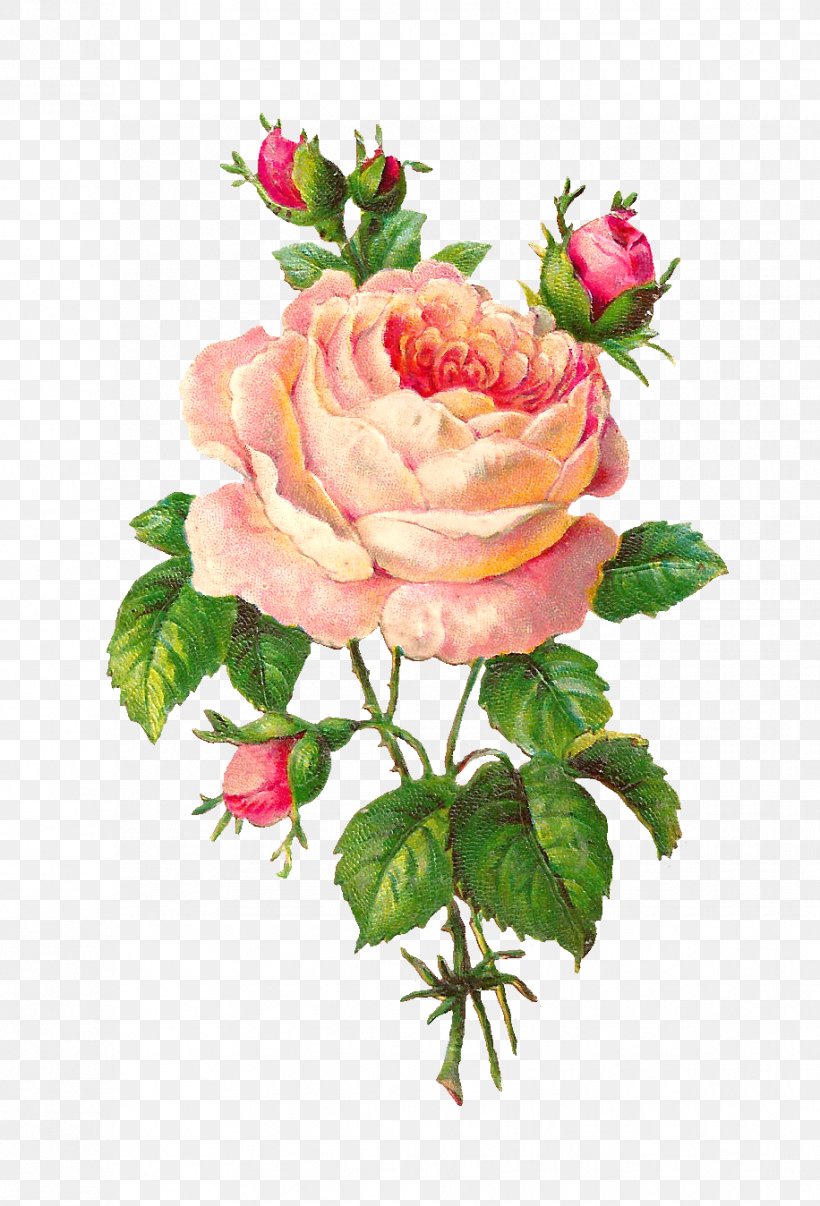 Rose Flower Pink Floral Design Clip Art, PNG, 916x1348px, Rose, Art, Artificial Flower, Bud, Collage Download Free